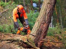 Best Hazardous Tree Removal  in Lauderdale Lakes, WI